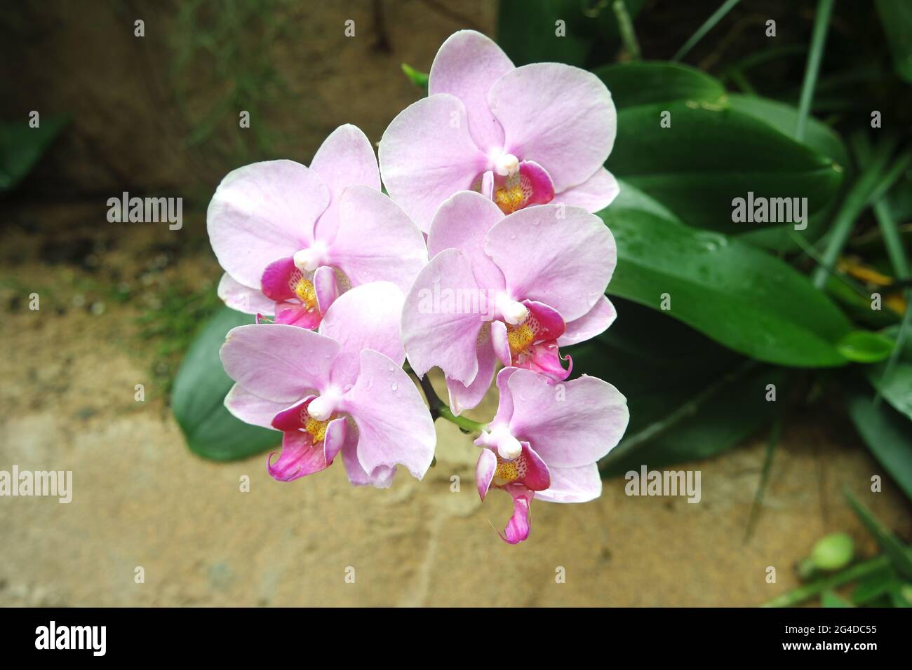 Reichlich Rosa Moth Orchideengewächse Phalenopsis Stockfoto
