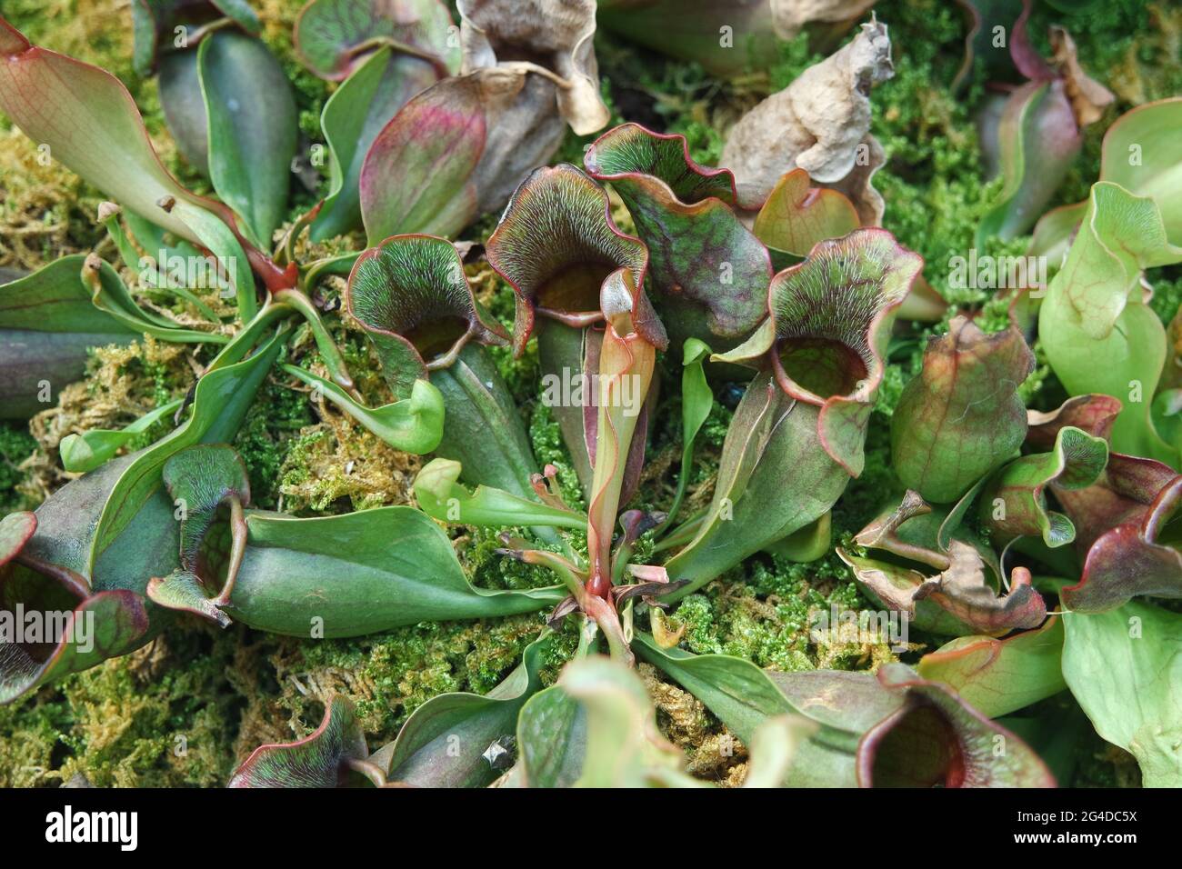 Fleischfressende Pflanzen Sarracenia purpurea venosa Stockfoto