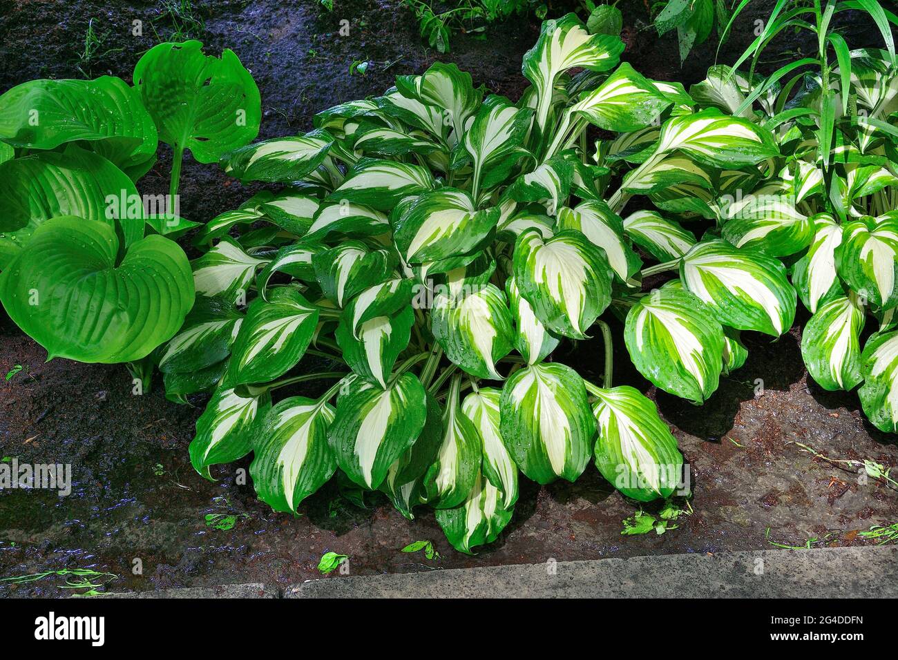 Hosta undulata Mediovariegata Smaragd mit welligen weißen grünen, bunten Blättern - dekorative schattentolerante Pflanze für die Landschaftsgestaltung von Park oder gar Stockfoto
