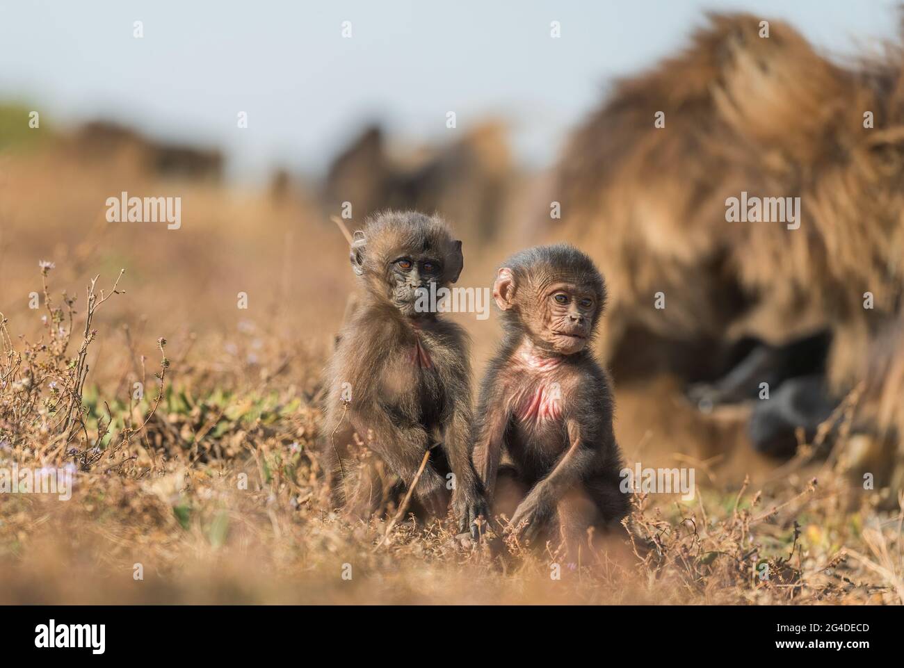 Gelada Baboon - Theropithecus gelada, schöner Bodenprimat aus dem Simien-Gebirge, Äthiopien. Stockfoto