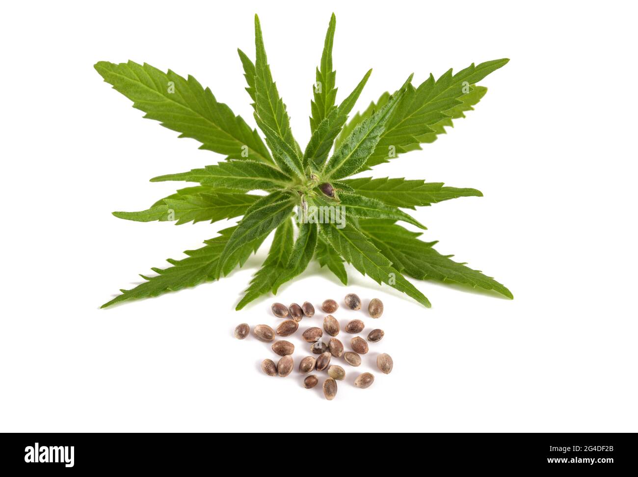 Cannabis-Samen Auf Weißem Hintergrund Schließen. Hanfsamen Für Das  Anpflanzen Von Marihuana-Seedtop Stockbild - Bild von gesund, getrennt:  260020297