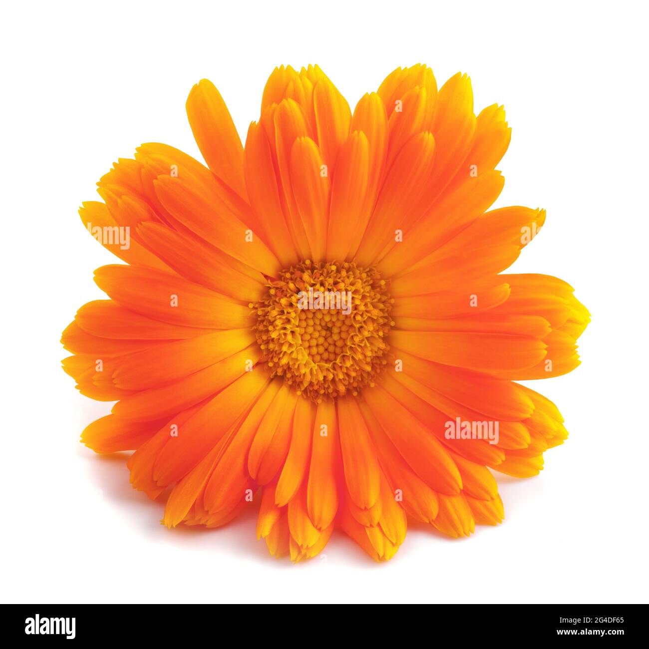 Ringelblumeblume isoliert auf weißem Hintergrund Stockfoto