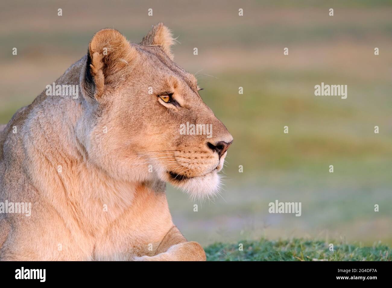 Löwin (Panthera leo) Augen Gesicht Kopf Seite Blick auf Profil Nahaufnahme. Unscharfer Hintergrund afrikanische Savanne. Okavango Delta, Botsuana, Afrika Stockfoto