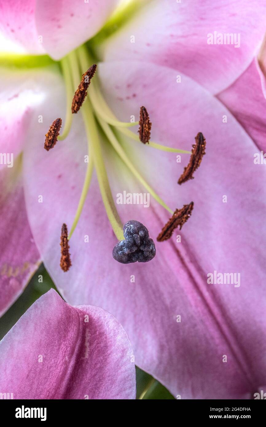 Nahaufnahme der Teile einer Lilienblume Lillium. Stockfoto