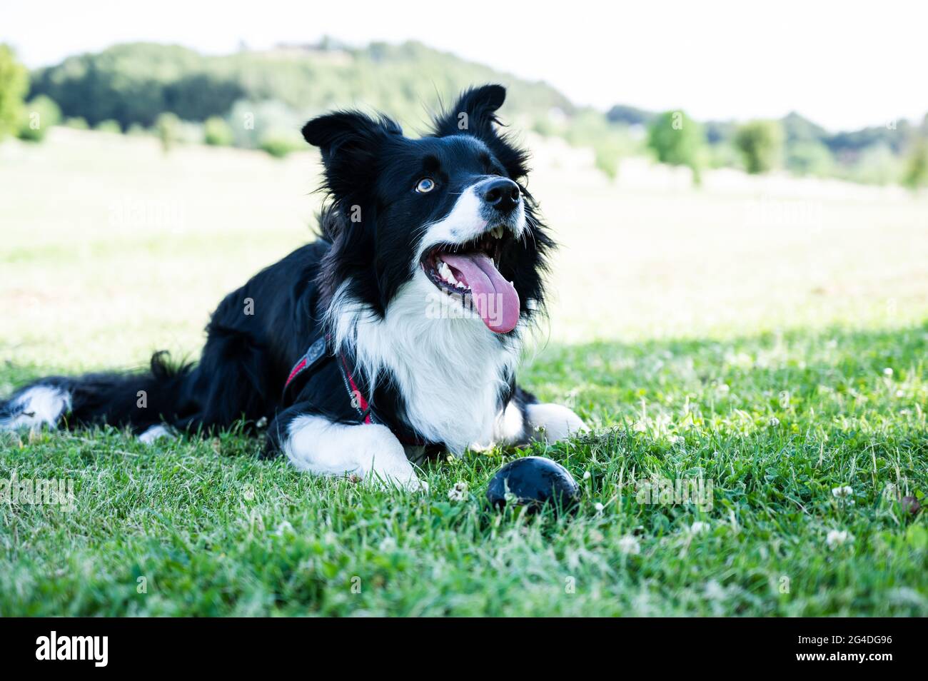 Portrait eines Border Collie Welpens, der im Park mit einem Ball daneben liegt. Stockfoto
