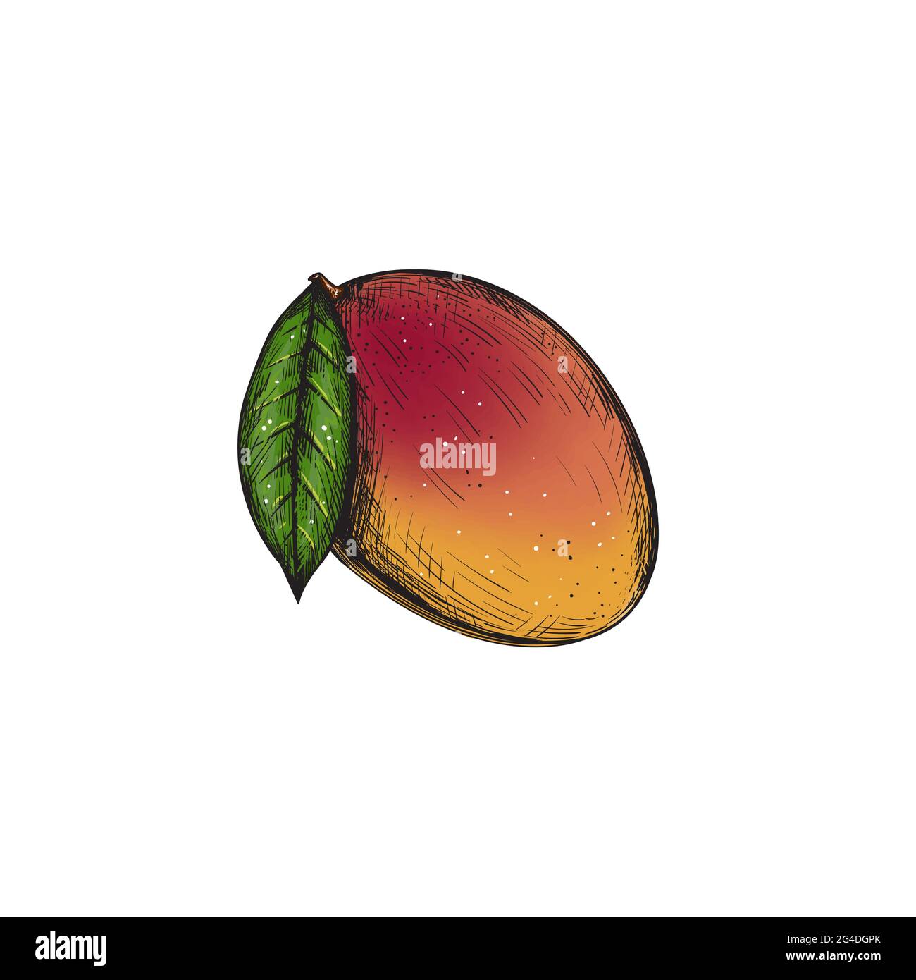 Mango Frucht Stock Vektorgrafiken kaufen   Seite 20   Alamy