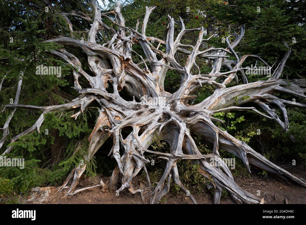 Alte Wurzelplatte eines Baumes nach dem Windwurf Stockfoto