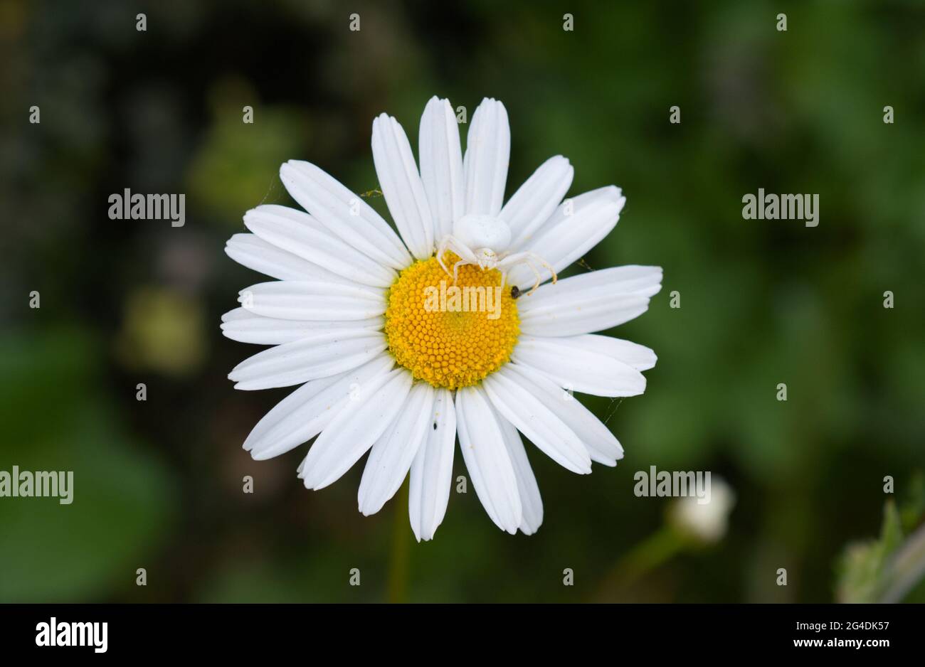 Eine weiße Blütenkrabbenspinne (Misumena vatia), die auf einer Oxeye-Gänseblümchen (Leucanthemum vulgare) jagt und auf Beute wartet, um zu landen, in Sussex, England, Großbritannien Stockfoto