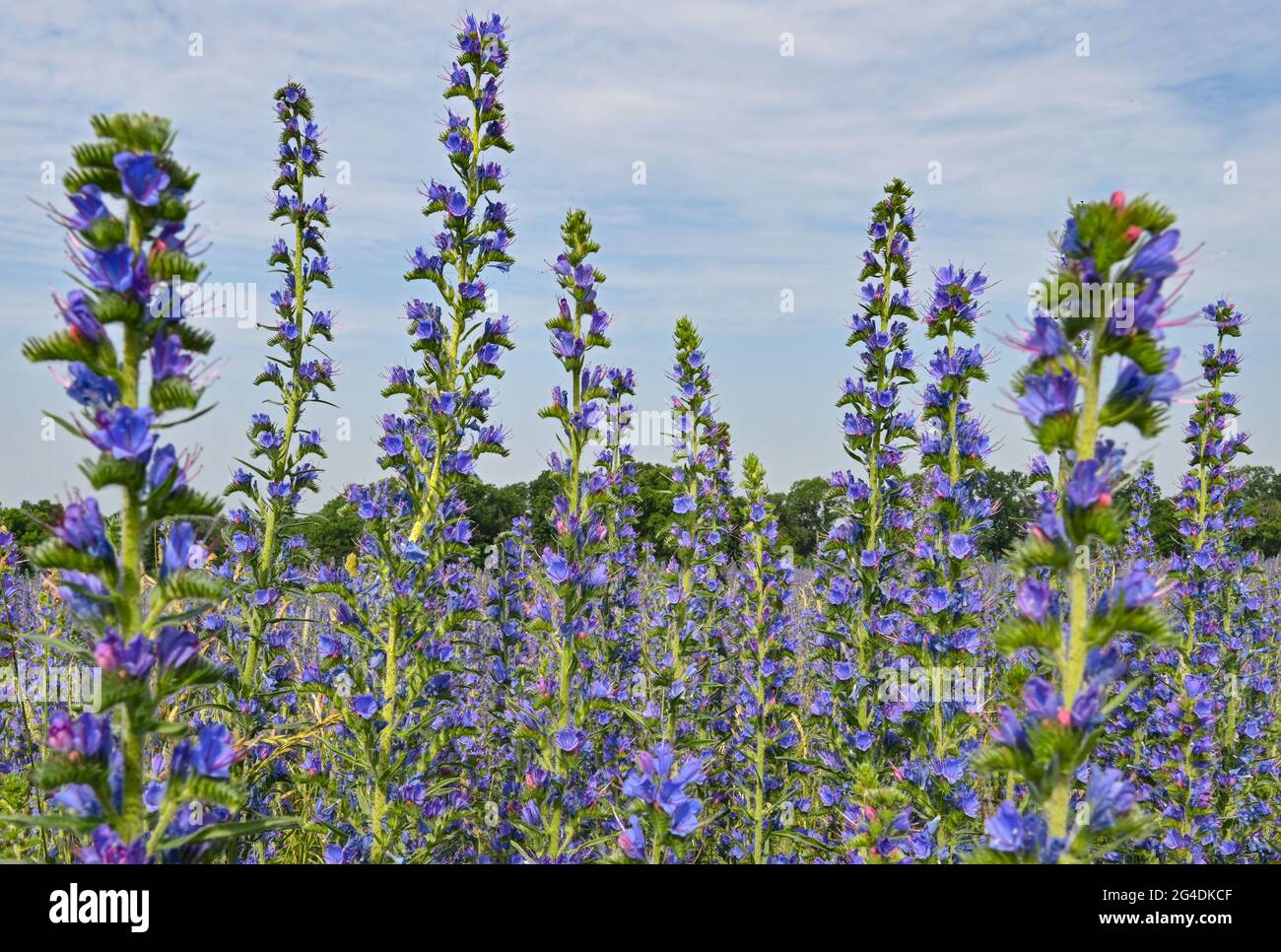 Dubrow, Deutschland. Juni 2021. Die Gemeine Viper-Blütenpracht (Echium vulgare) blüht in großer Zahl auf einer Wiese. Die Pflanzenart aus der Gattung Viper's bugloss (Echium) wird im Volksmund als 'Blue Henry' bezeichnet. Die Blüten wechseln ihre Farbe von rot zu blau. Quelle: Patrick Pleul/dpa-Zentralbild/ZB/dpa/Alamy Live News Stockfoto