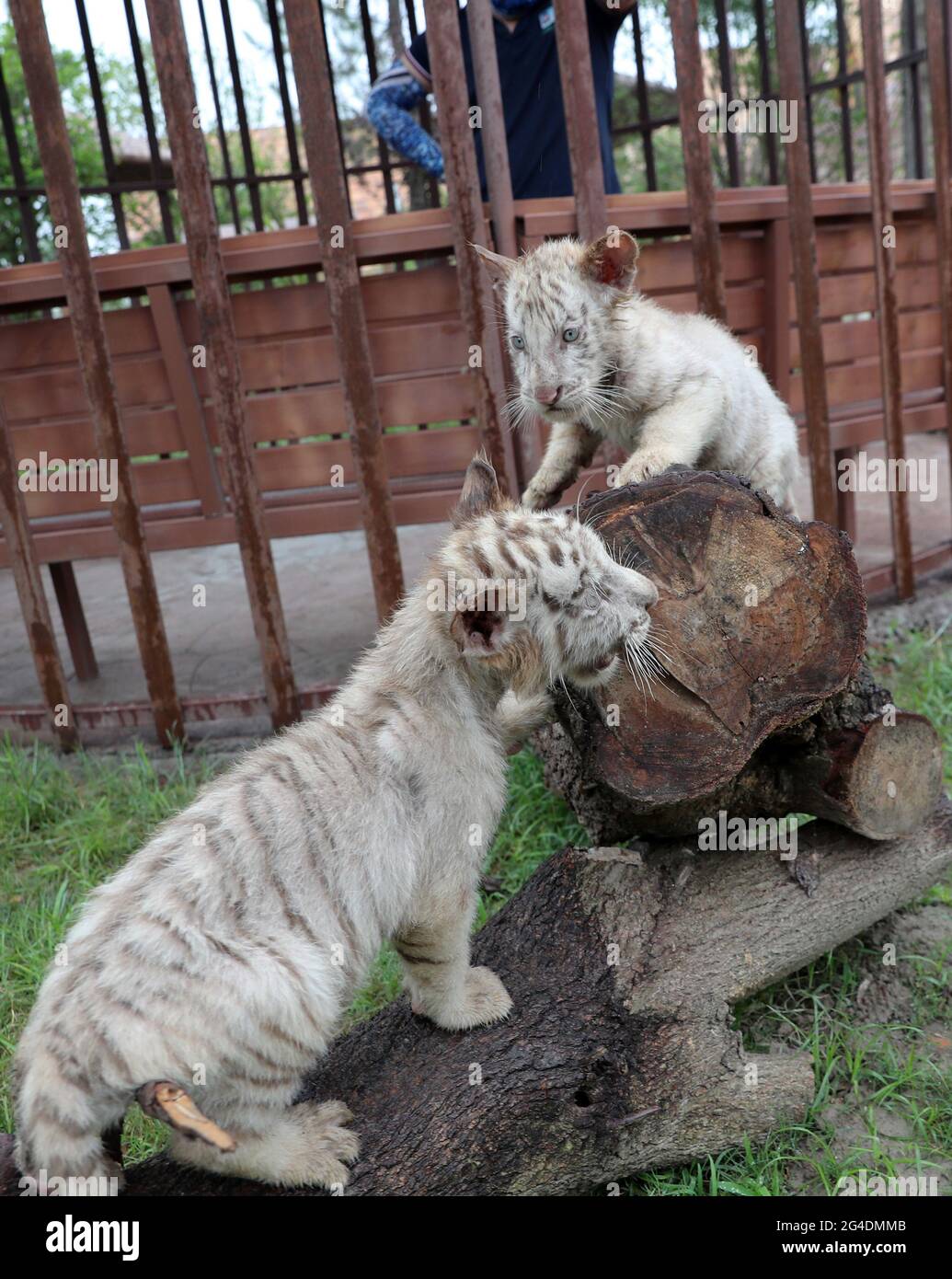 Nantong, Nantong, China. Juni 2021. Am 18. Juni 2021 tauchten im Baumhausbereich des Sandi Tribe im Nantong Forest Wildlife Park, Provinz Jiangsu, niedliche Drillinge kleiner weißer Tiger auf, um sich an den neuen Standort anzupassen. Die drei kleinen weißen Tiger wurden im April geboren und sind alle Männchen. Die kleinen weißen Tiger werden in diesem Gebiet leben und im Baumhausgebiet engen Kontakt zu Touristen haben. Es ist bekannt, dass dies die ersten seltenen weißen Tiger-Drillinge ist, die seit der Eröffnung des Nantong Forest Wildlife Park im Jahr 2018 erfolgreich gezüchtet wurden. Weiße Tiger sind seltener als gewöhnliche Tiger, und dort Stockfoto