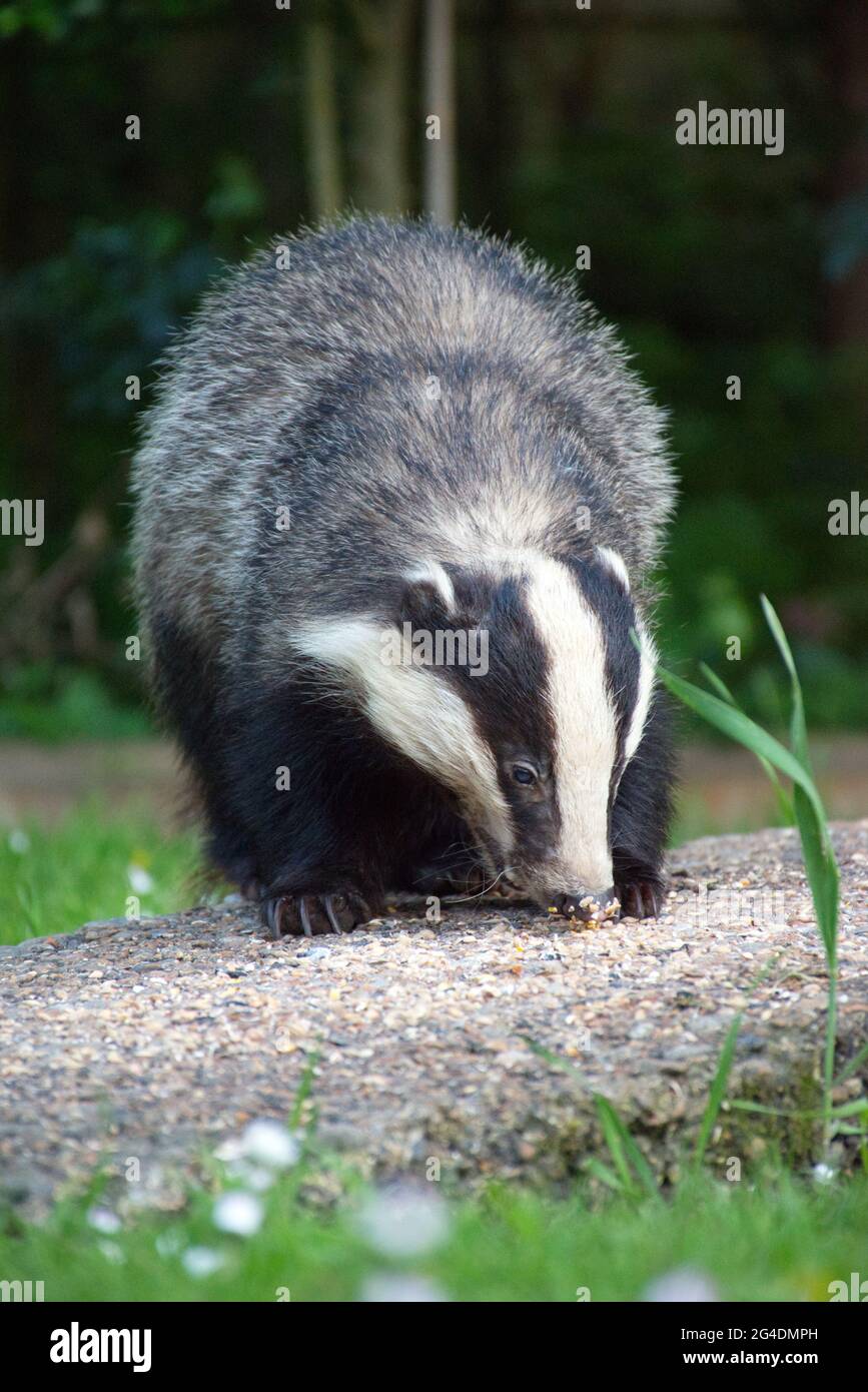 Ein europäischer Dachs (Meles meles), der Vogelsamen vom Boden frisst, während er an einem Sommerabend in Sussex, England, einen Garten besucht. Stockfoto