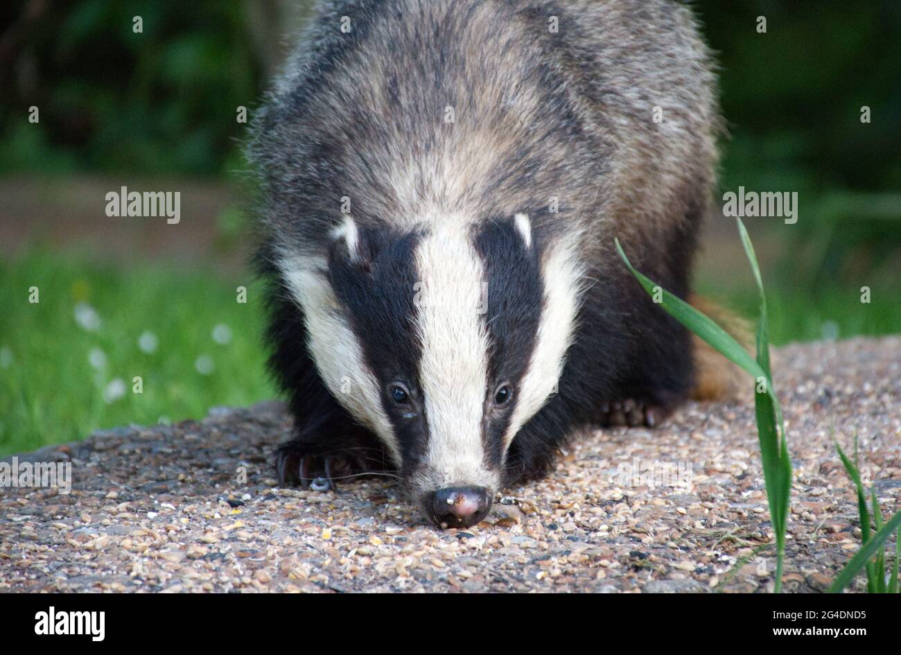 Ein europäischer Dachs (Meles meles), der Vogelsamen vom Boden frisst, während er an einem Sommerabend in Sussex, England, einen Garten besucht. Stockfoto
