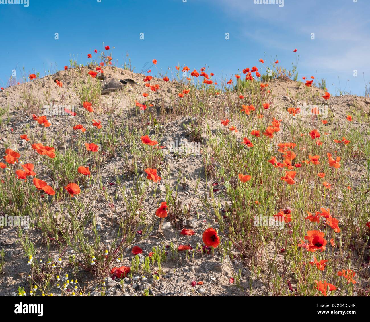 Rote Mohnblumen unter blauem Himmel auf einem sandigen Hügel Stockfoto