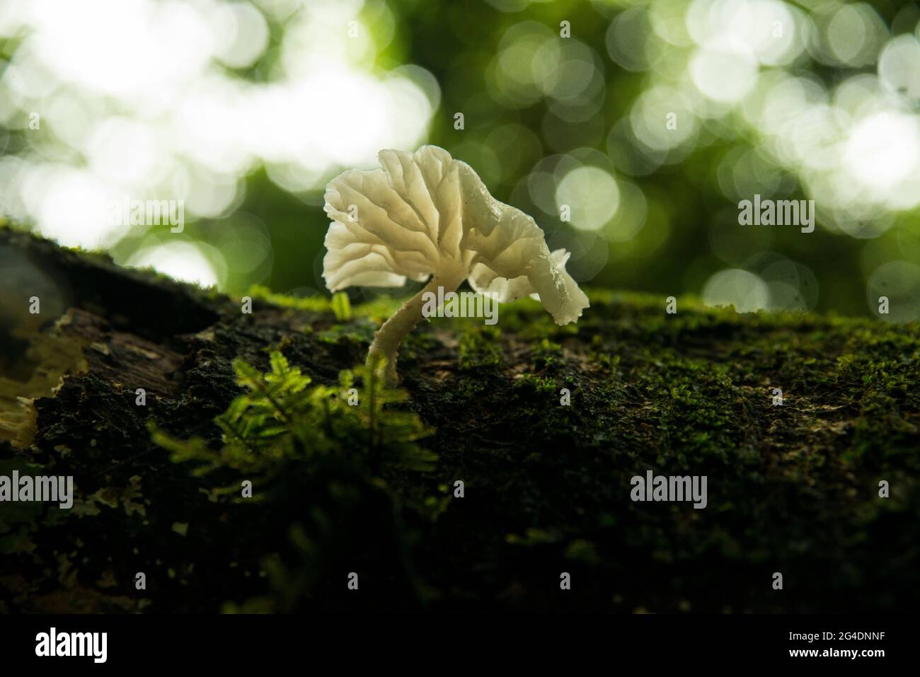 Pilz wächst auf einem Baum. Brasilien, ilhabela. Stockfoto