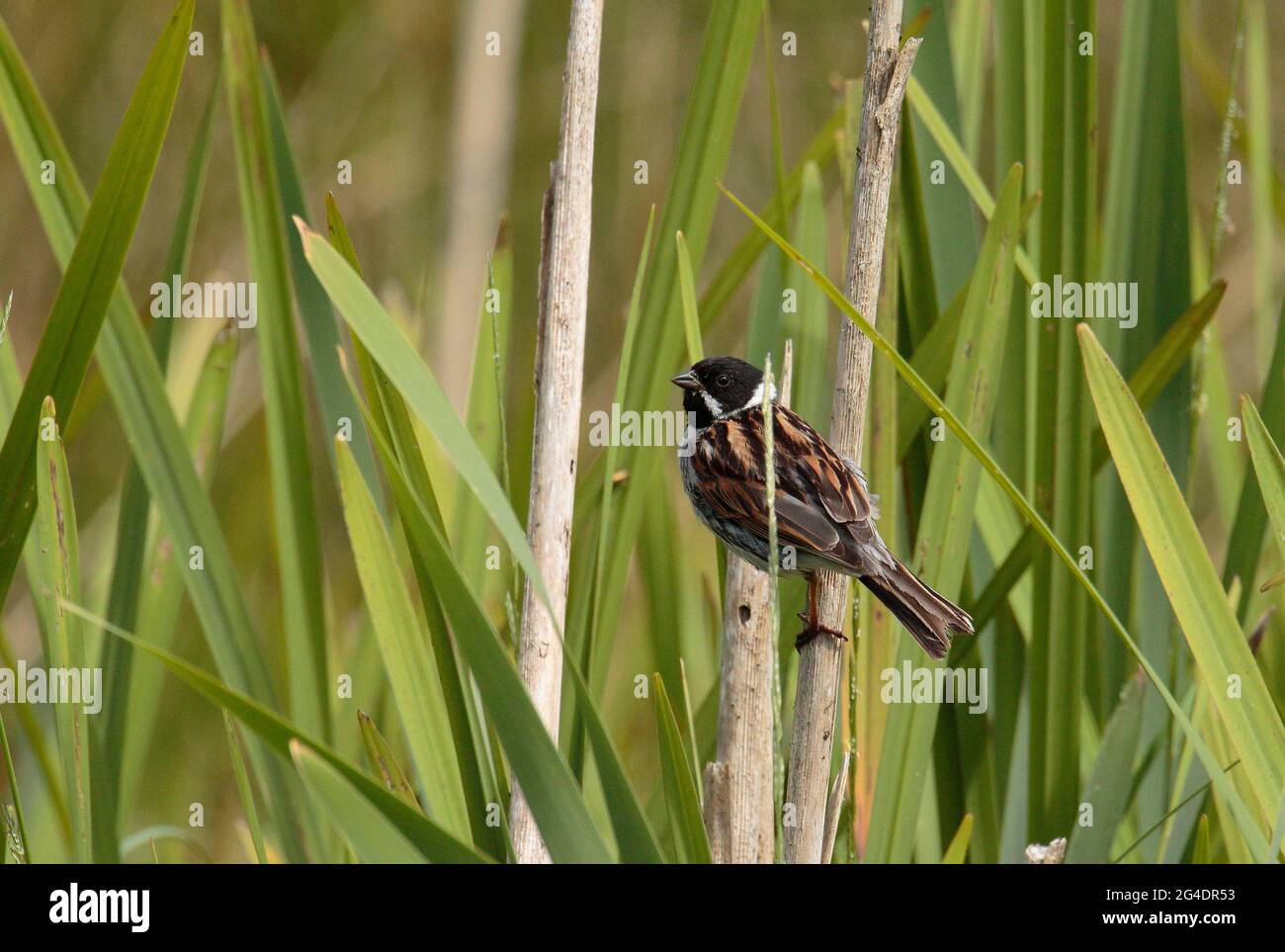 Reed Bunting Stockfoto