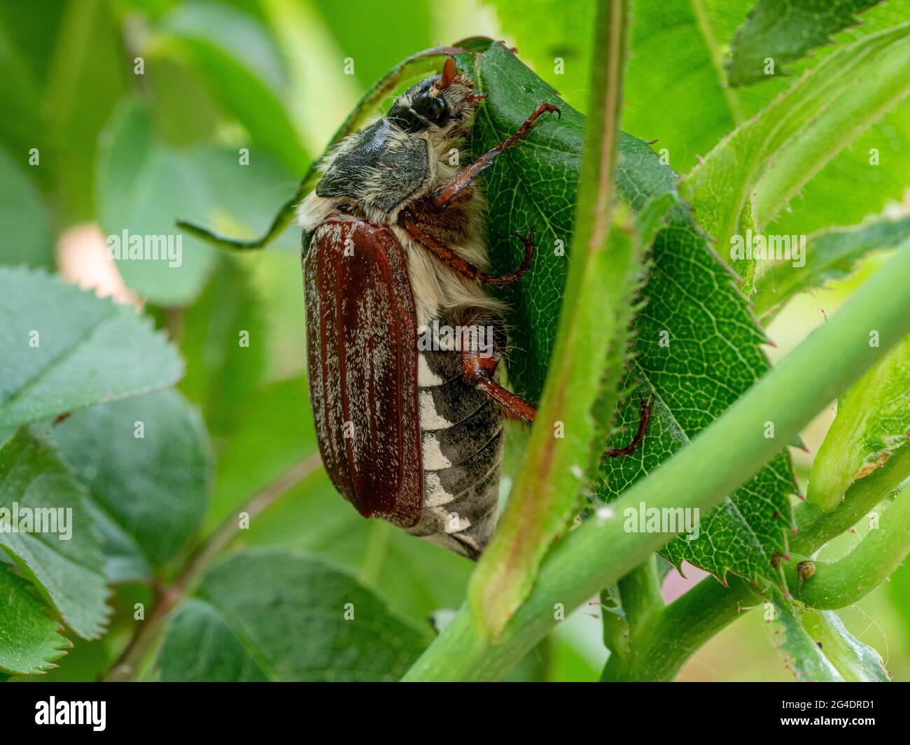 Gewöhnlicher Hahnenkäfer auf Rosenbuschblatt Stockfoto