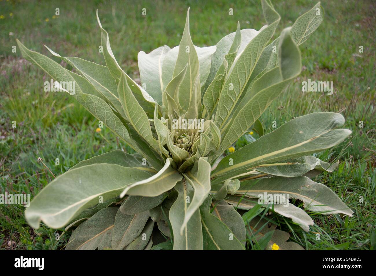 Verbascum thapsus, die große Königskerze. Es ist eine haarige zweijährige Pflanze, die bis zu 2 m hoch oder mehr werden kann. Seine kleinen, gelben Blüten sind dicht gruppiert Stockfoto
