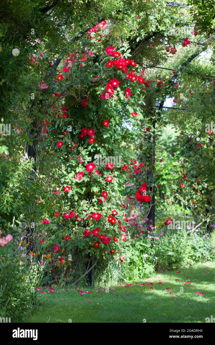 Rote Rosen über einem Bogen auf dem Gartengelände. Stockfoto