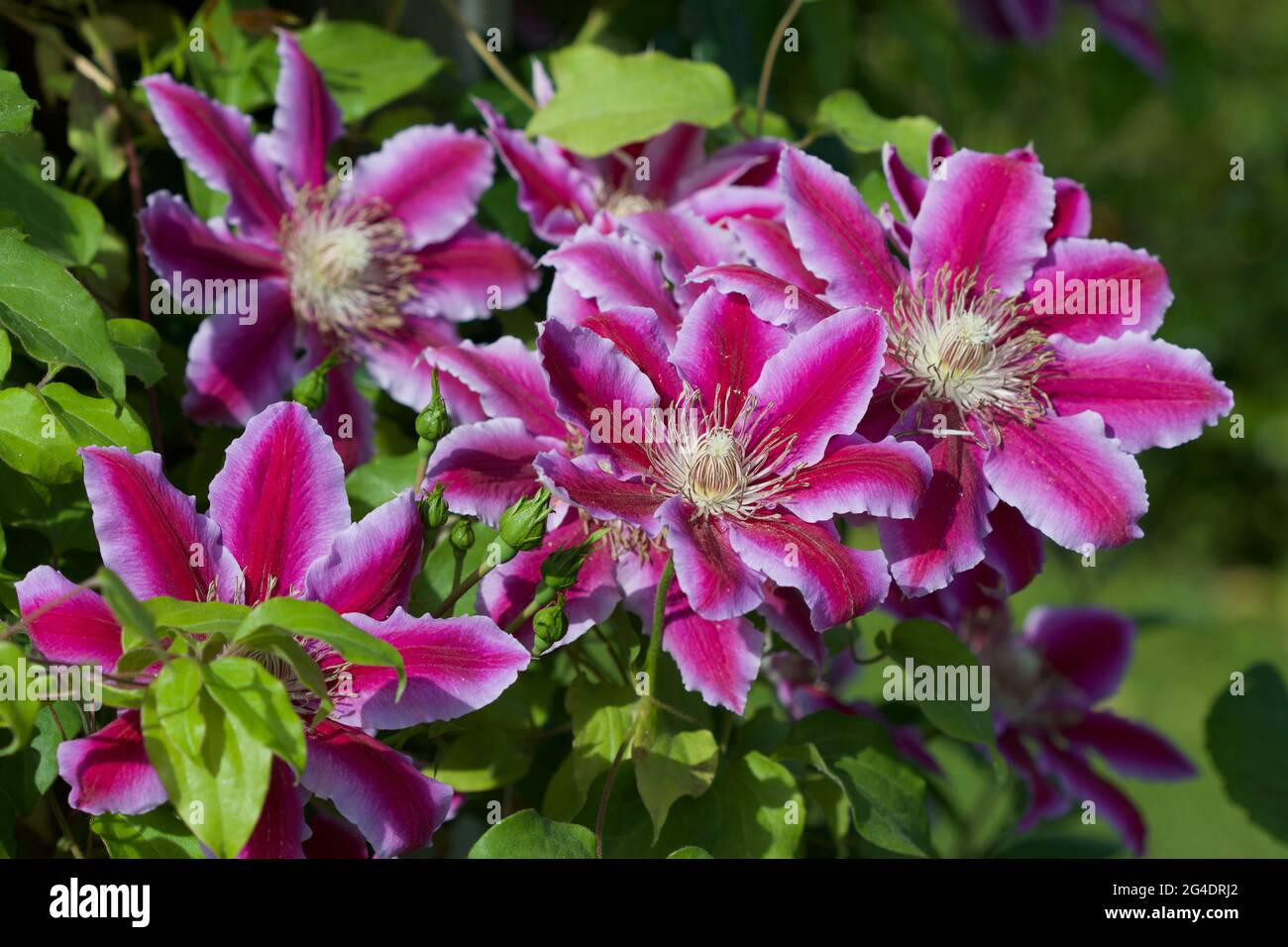 Pinkfarbene Clematis in voller Blüte. Stockfoto