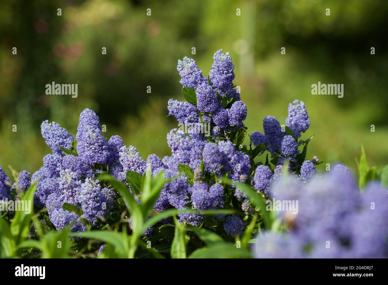 Ceanothus in seiner leuchtend blauen Farbe im Sonnenschein. Stockfoto
