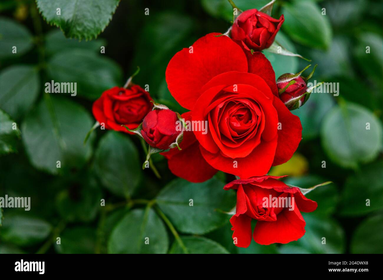Rote Rosen, Makro, in natürlicher Umgebung, Busch mit roten Rosenblüten Stockfoto