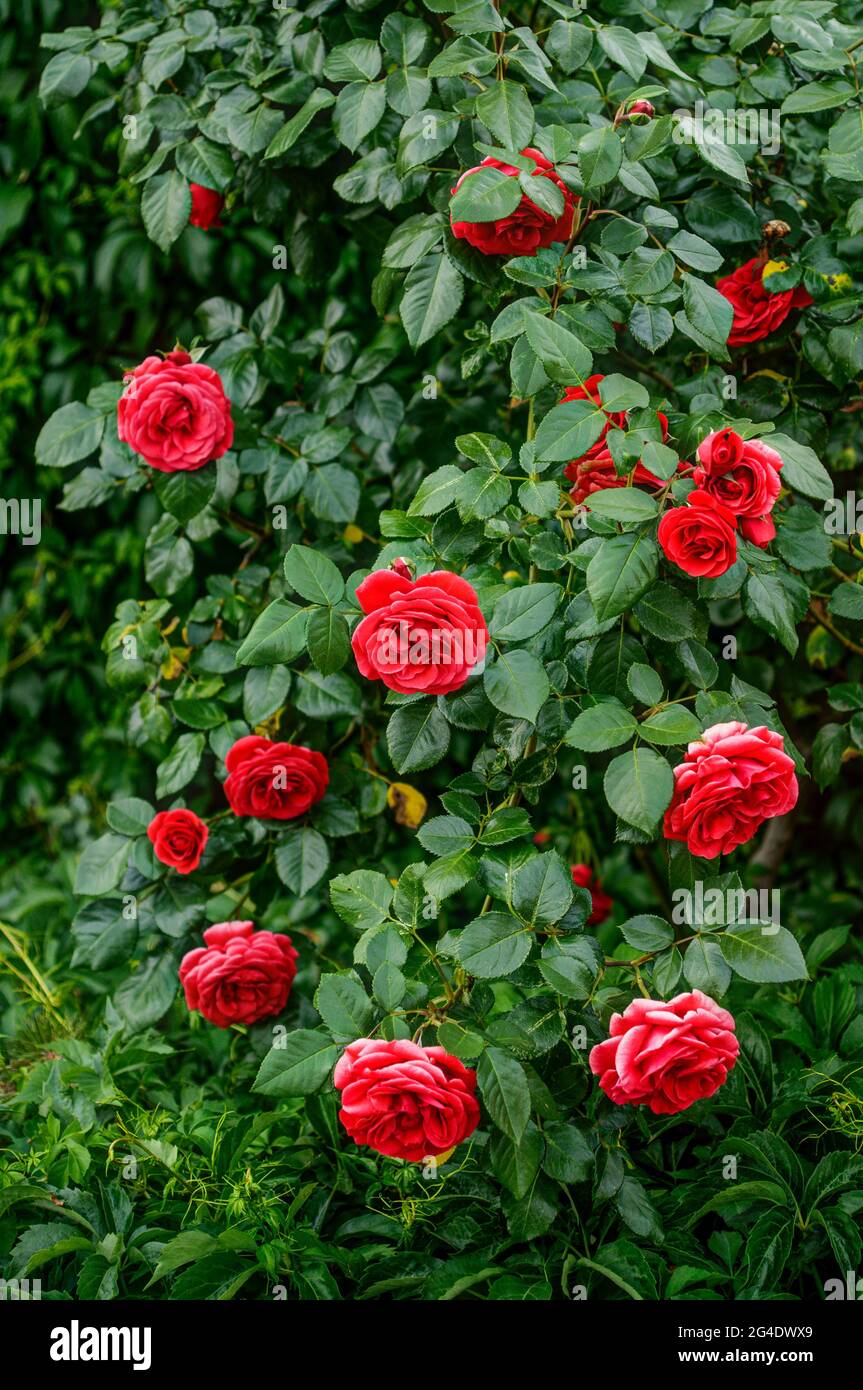 Rote Rosen, Makro, in natürlicher Umgebung, Busch mit roten Rosenblüten Stockfoto