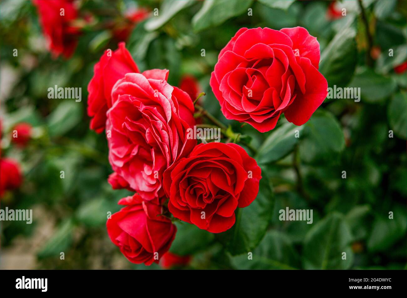 Rote Rosen, Makro, in natürlicher Umgebung, Busch mit roten Rosenblüten Stockfoto