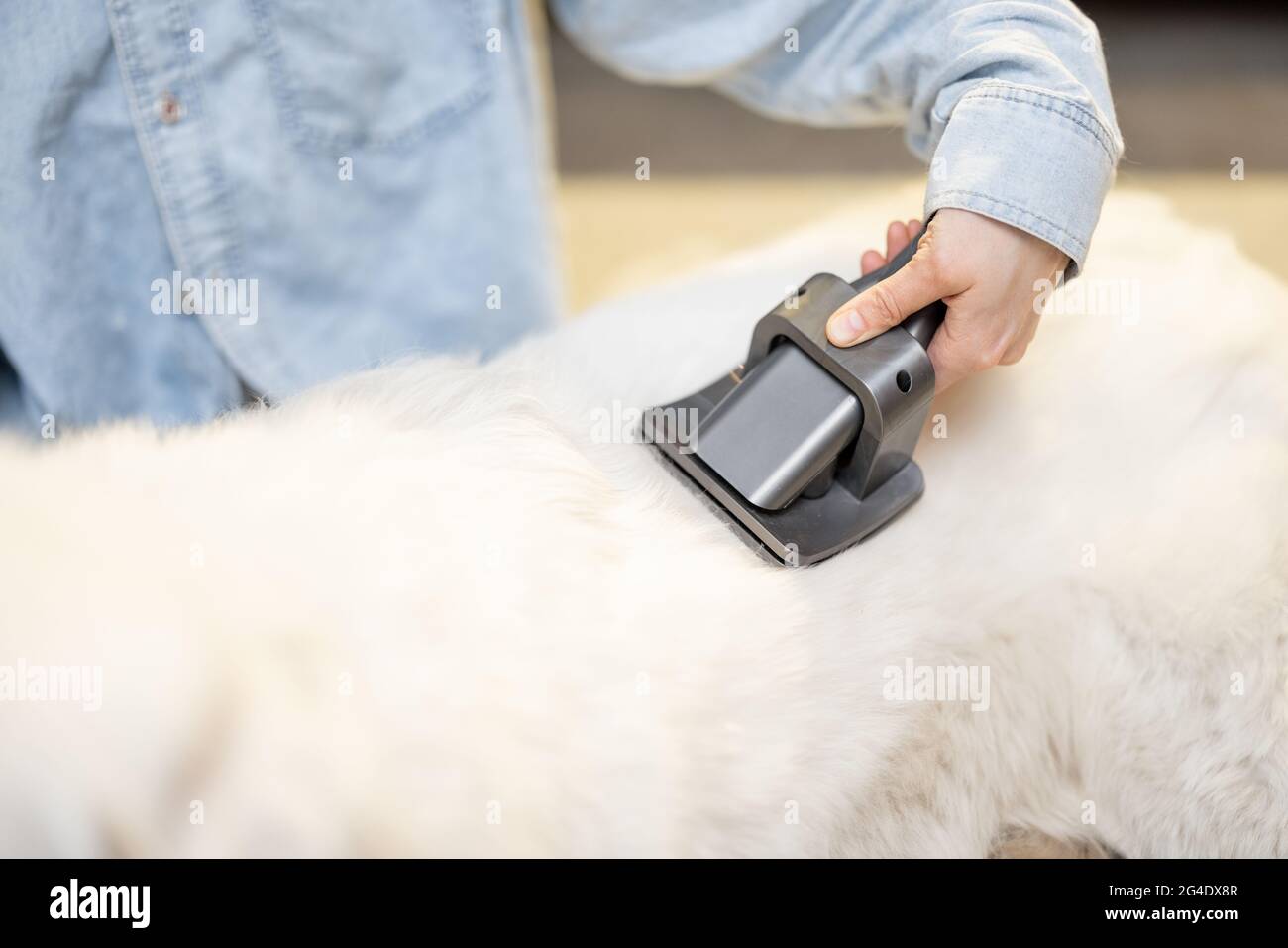 Weibchen kämmt die Haare des Hundes mit einem Pinsel Stockfoto