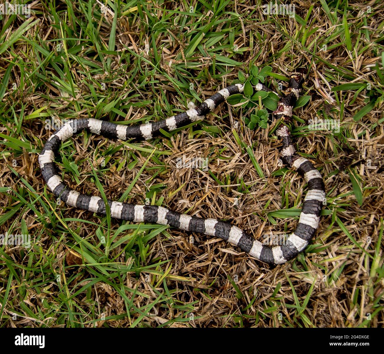 Tote Bandy-Schlange, Vermicella annulata, wahrscheinlich vom Greifvogel getötet. Unverkennbare schwarze und weiße Bänder, die auf Gras liegen, Queensland, Australien. Stockfoto