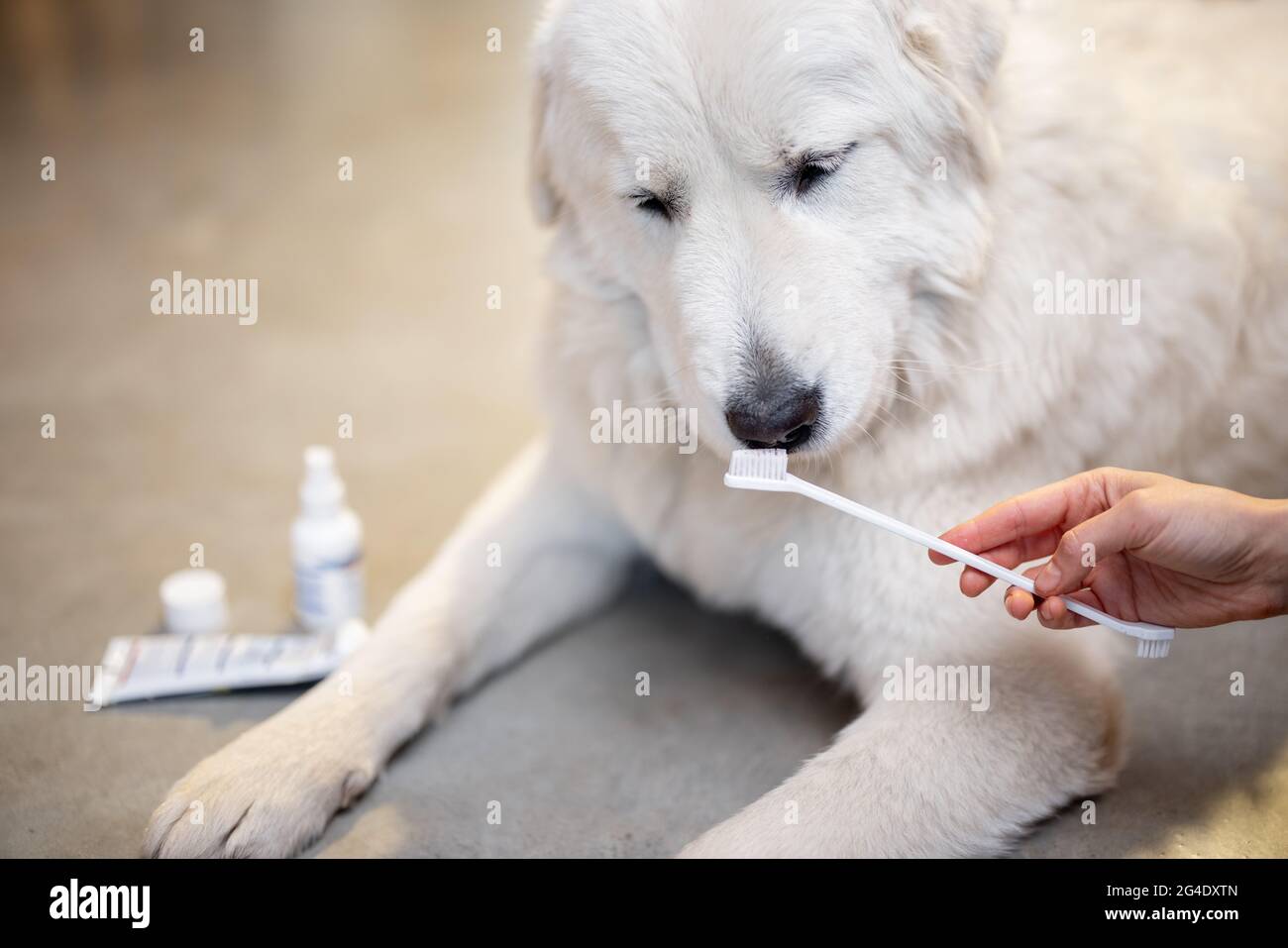 Hundezahn sauber Fotos und Bildmaterial in hoher Auflösung Alamy