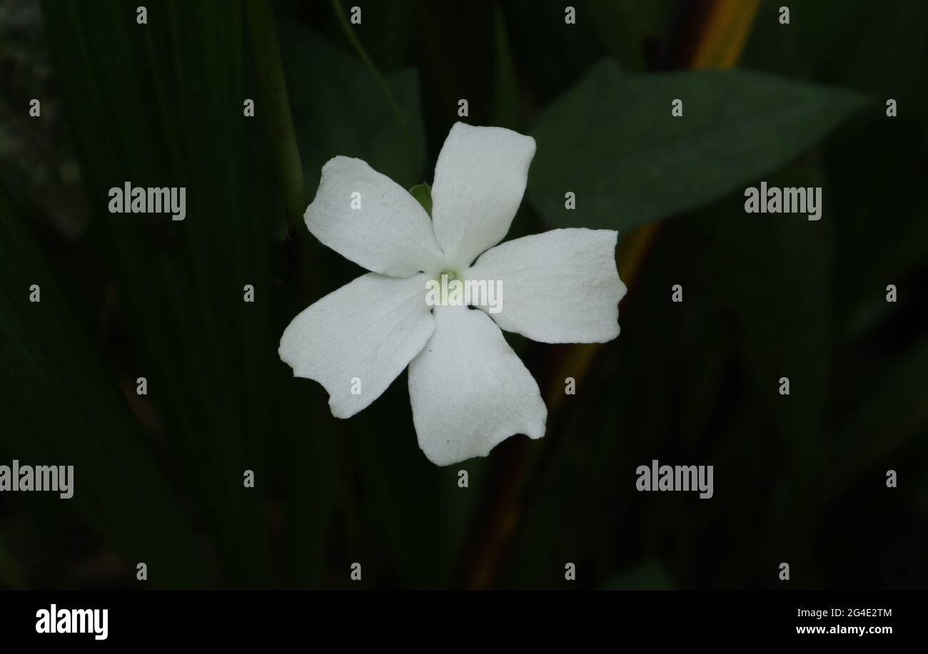 Nahaufnahme einer weißen, fünfblättrigen Wildblume vor dunklem Hintergrund Stockfoto