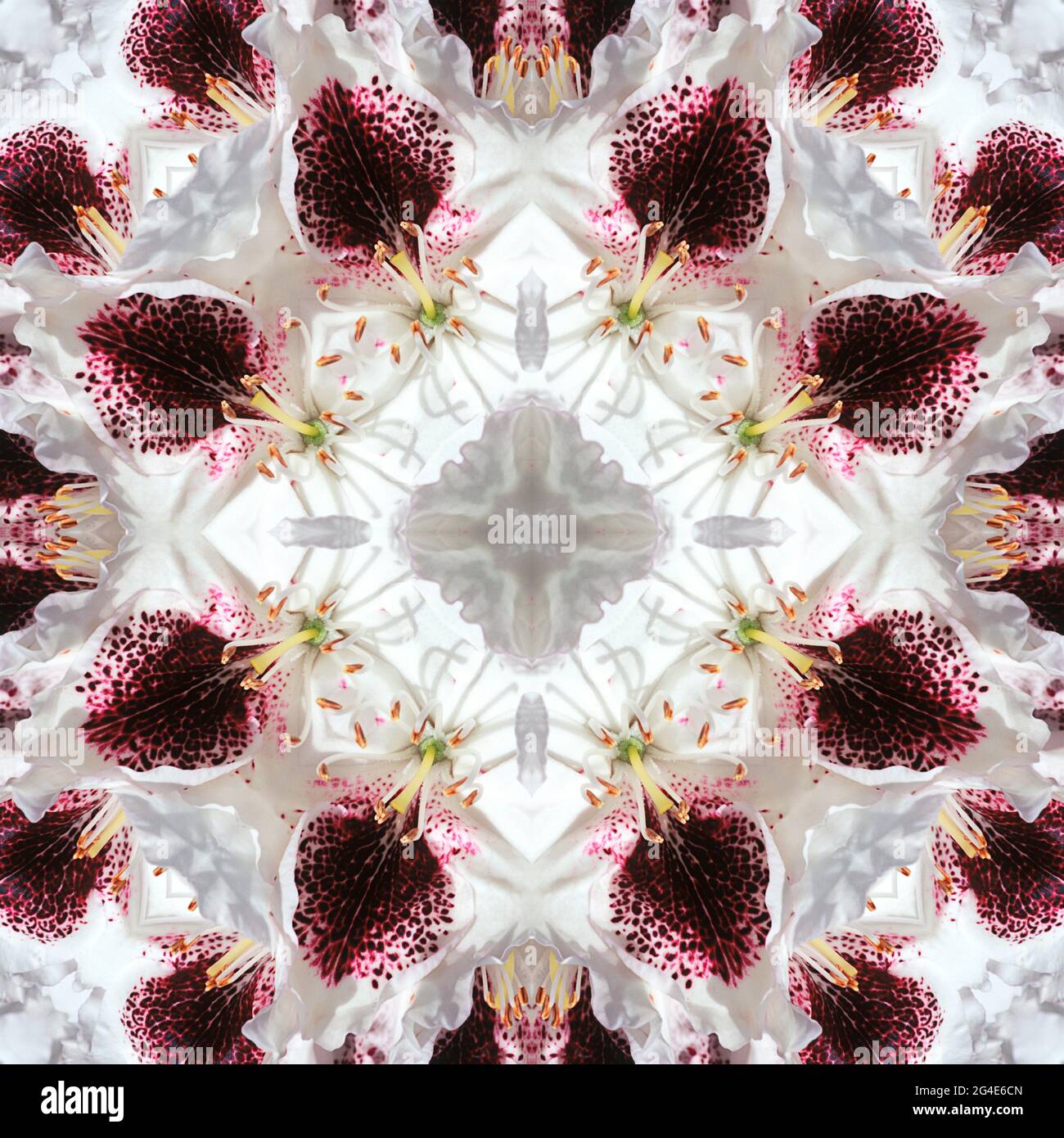 Kaleidoskop der Rhodoendron Stockfoto