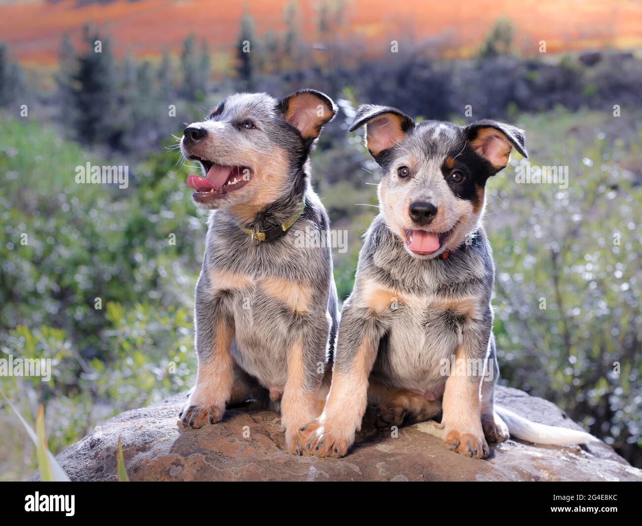 Australian Cattle Dog (Blue Heeler) Welpen sitzen auf einem Felsen im Freien Porträt mit Blick auf die Kamera mit offenem Mund Stockfoto