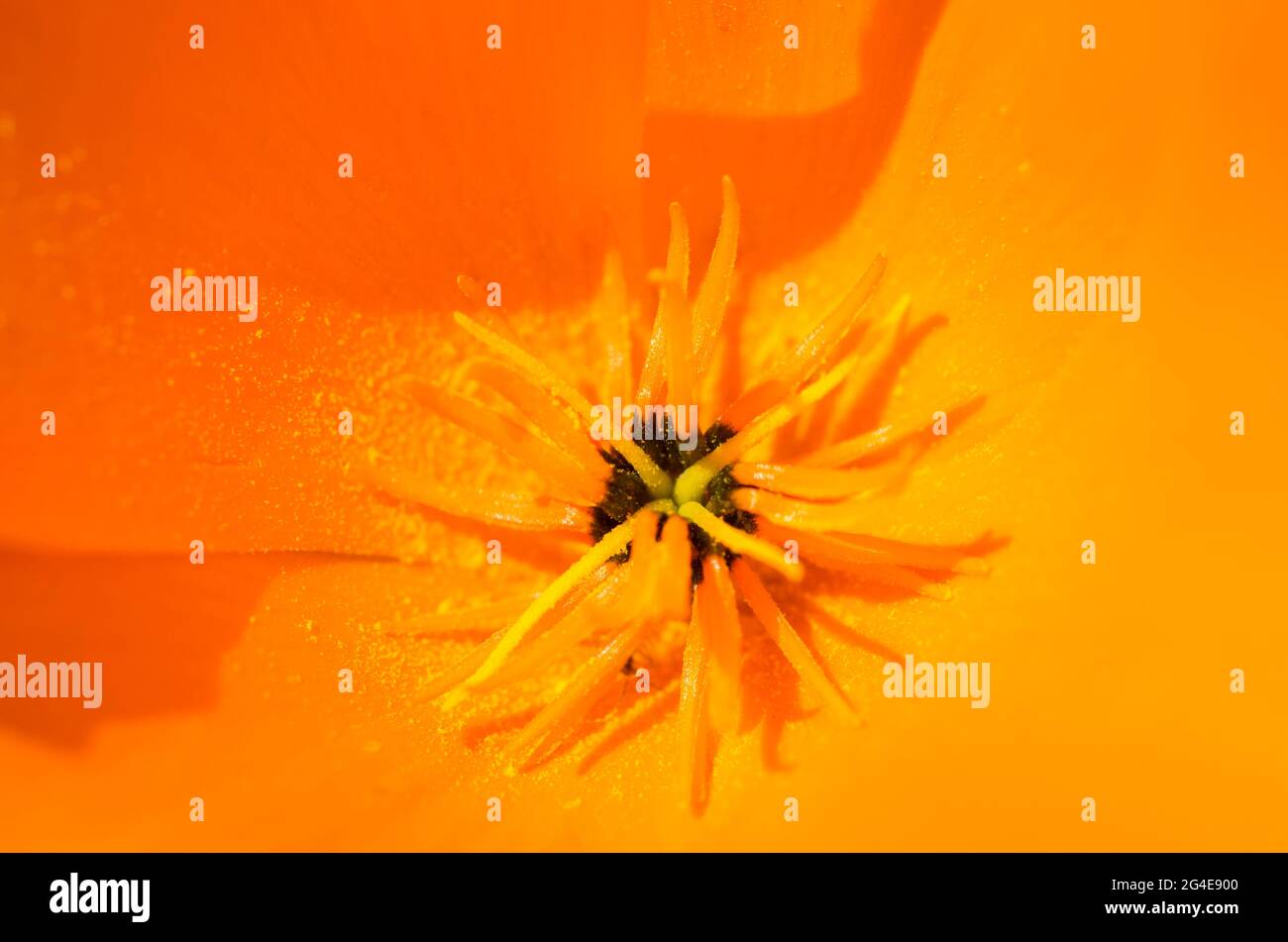 Nahaufnahme/Makroansicht eines leuchtend orangefarbenen kalifornischen Mohns (Eschscholzia californica 'Orange King' in einem Garten in England, Großbritannien im Mai. Stockfoto