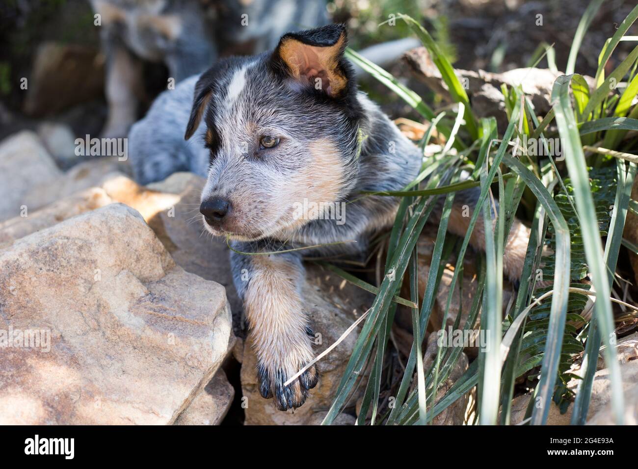 Australischer Rinderhund (Blue Heeler), der draußen in der Nähe spielt Stockfoto