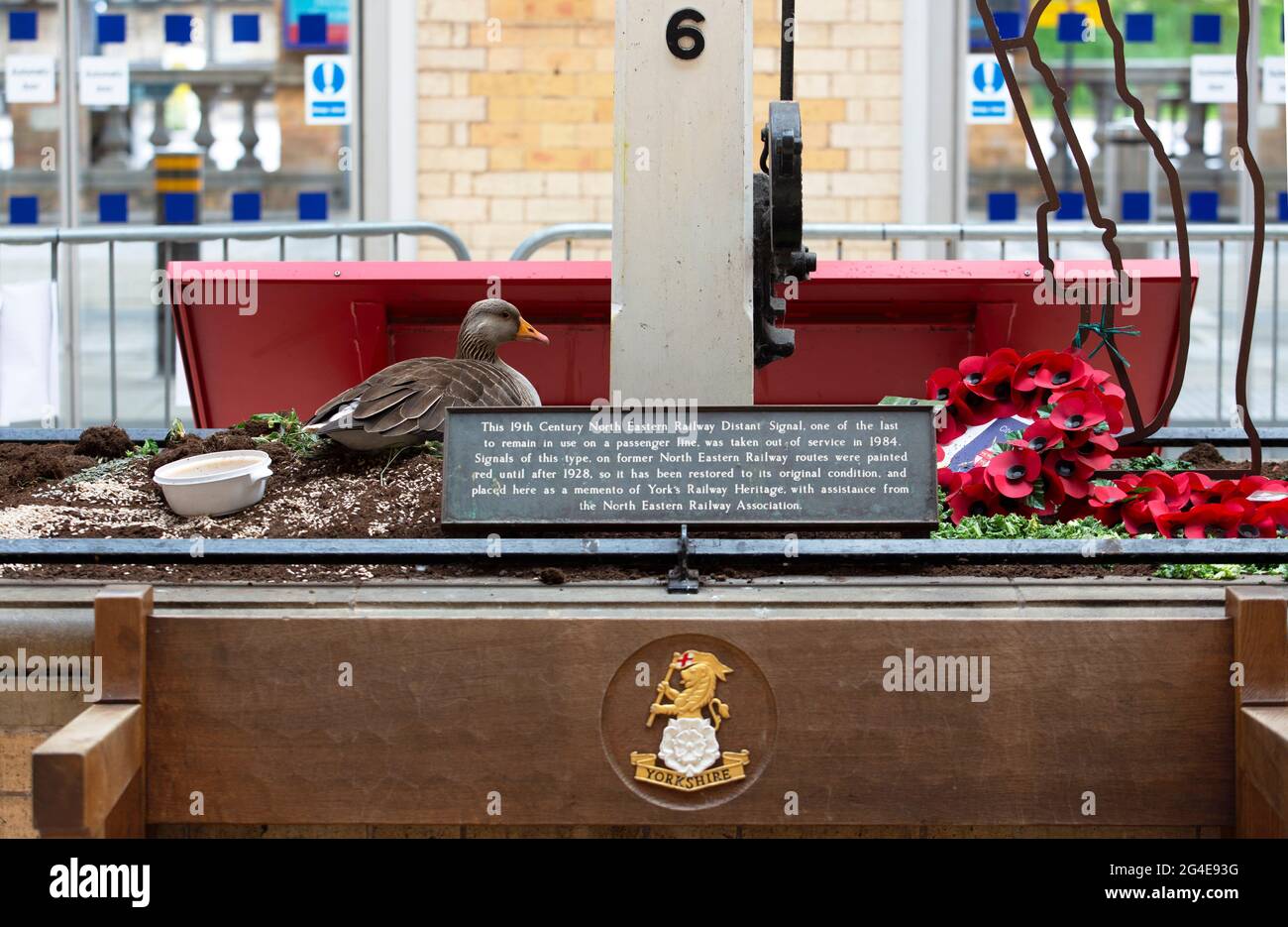 Eine Greylag Goose, die in ein Blumenbeet gezogen ist und vier Eier auf dem jetzt ruhigen York Railway Staion in North Yorkshire gelegt hat. Der Vogel mit dem Spitznamen „Mot Stockfoto