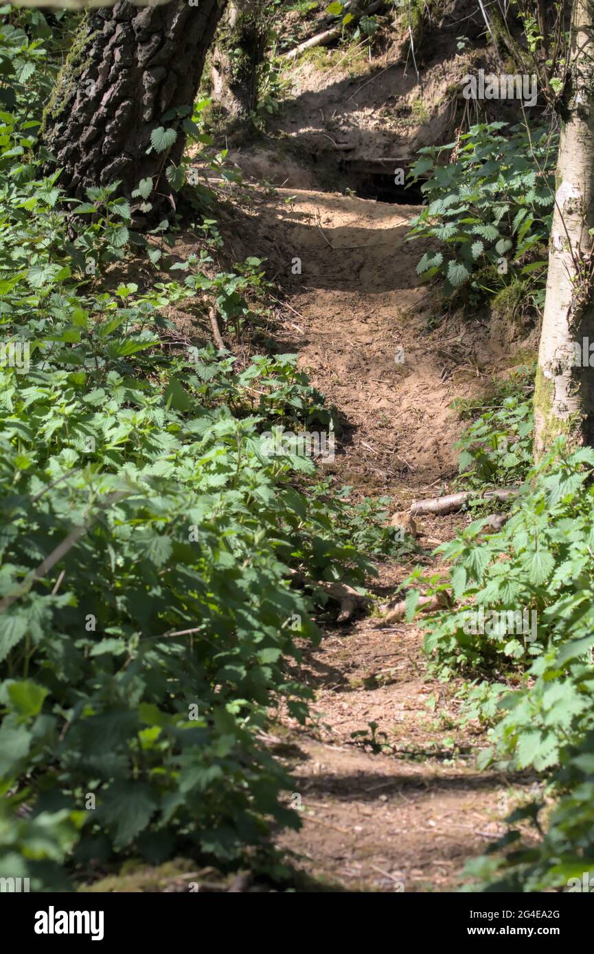 Eintritt zu EINEM Dachsset, Sett, Den und Path Leading to IT, New Forest UK Stockfoto
