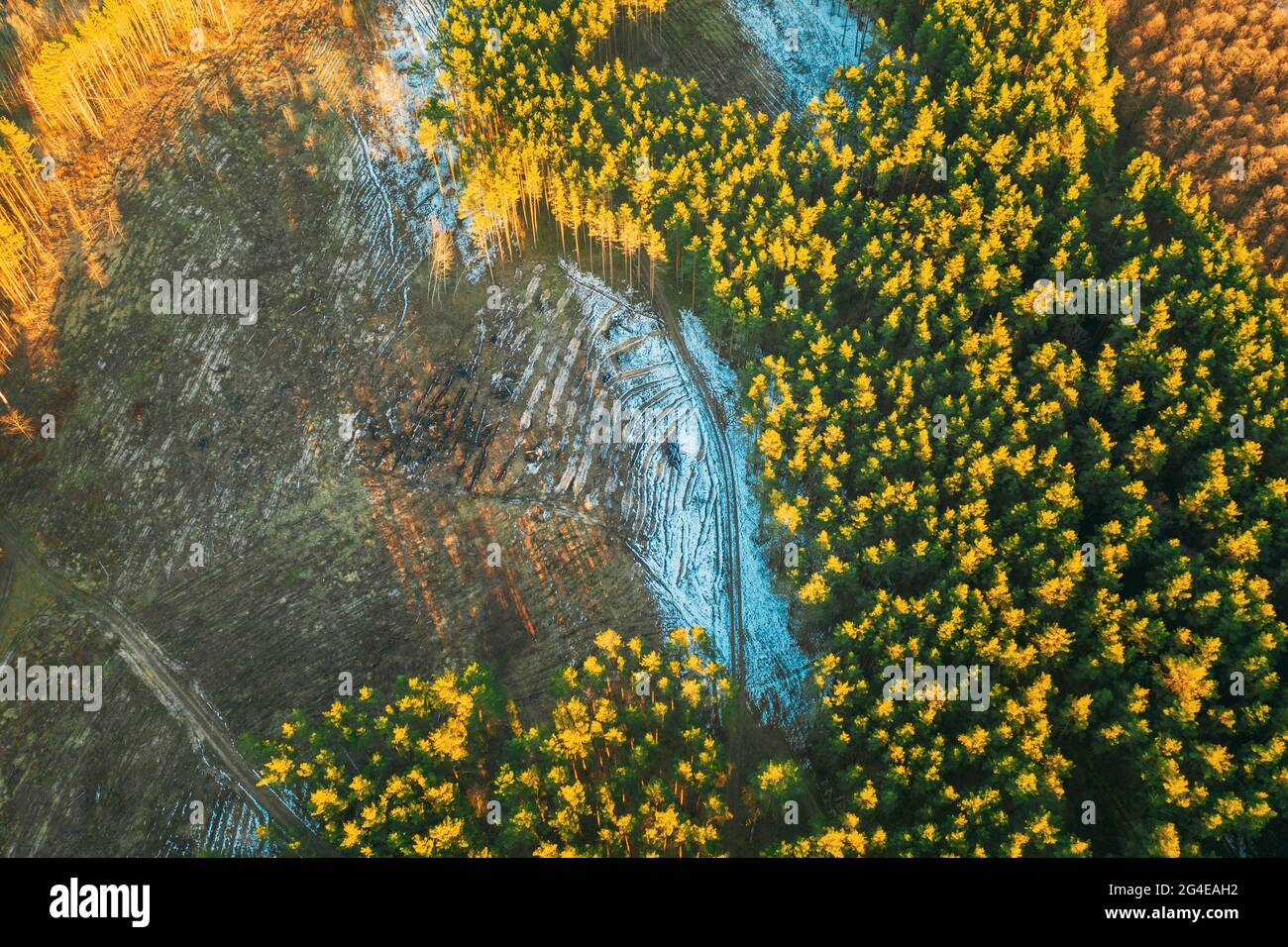 Luftaufnahme Von Nadelbäumen Grüner Wald In Landschaft Im Frühen Frühjahr. Kiefernwald In Entwaldung Gebiet Landschaft. Drohnenansicht. Vogelperspektive Stockfoto