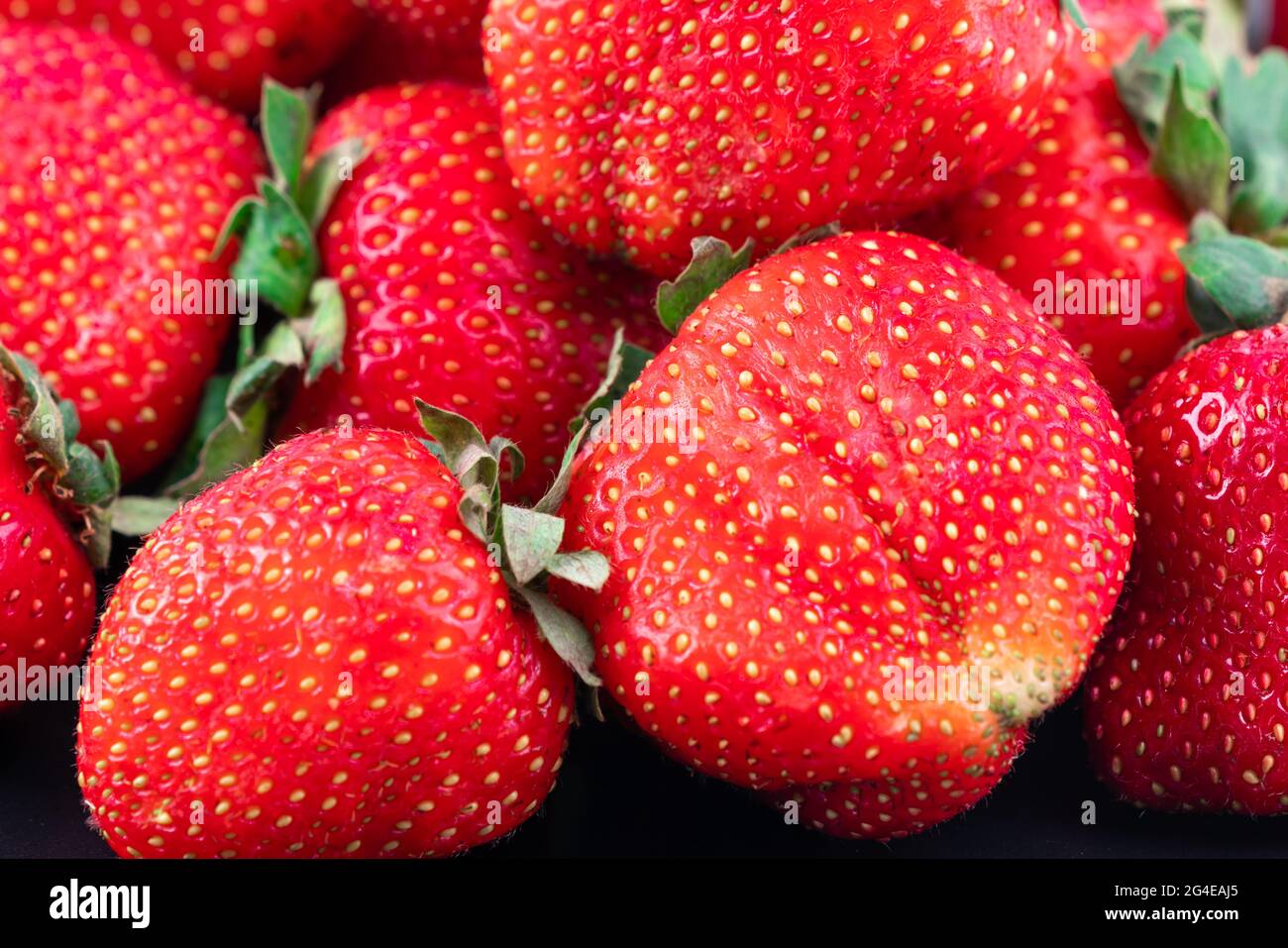 Nahaufnahme von roten reifen Erdbeeren, die die Szene vollständig abdecken Stockfoto