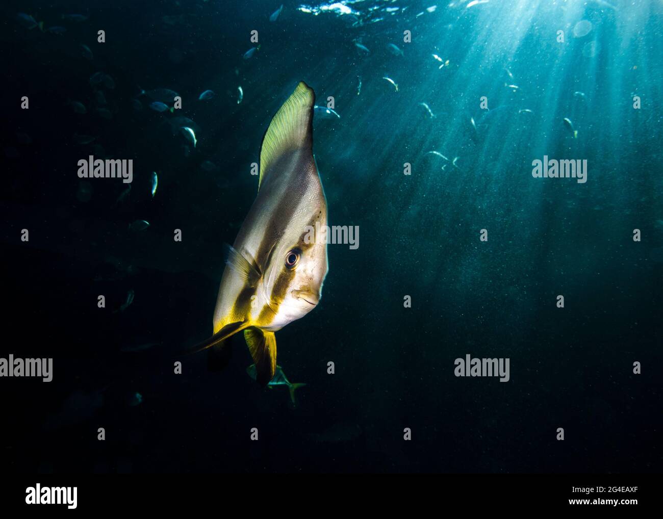 Ein Fledermausfisch schwimmt auf die Kamera zu, wobei im Hintergrund die Sonnenstrahlen durch die Wasseroberfläche scheinen Stockfoto