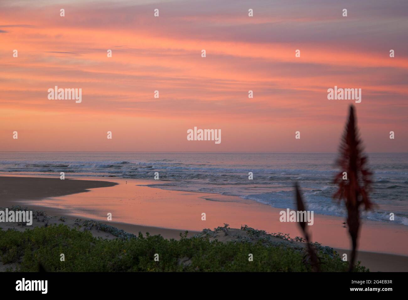 Eine Küstenlandschaft mit einem wunderschönen rosa Sonnenaufgang und Aloe-Pflanzenblüten im Vordergrund Stockfoto