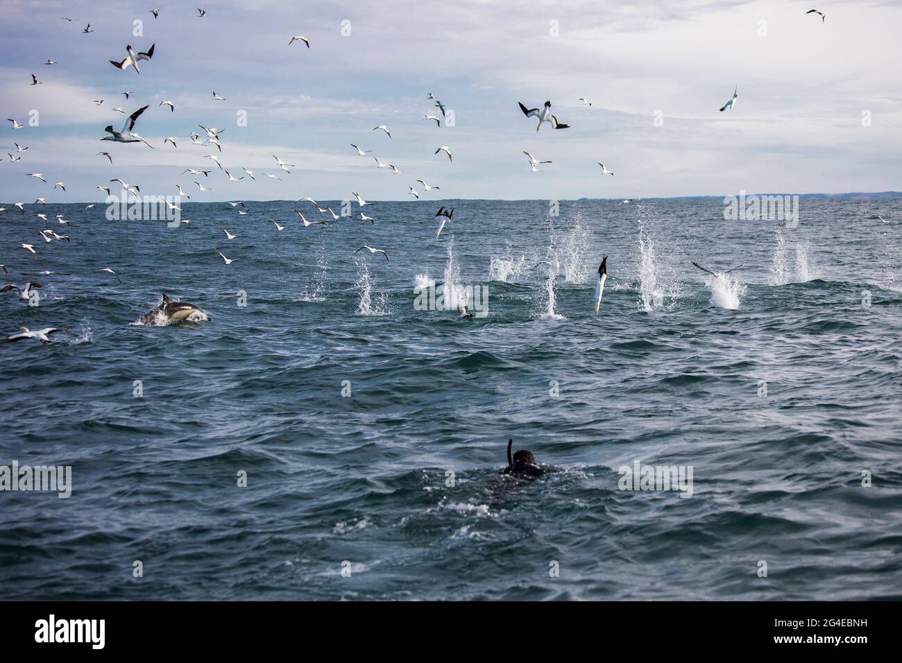 Kapganets (Morus capensis) kreisen in der Luft über einen Köderball und tauchen mit einem Schnorchler im Vordergrund ins Wasser Stockfoto