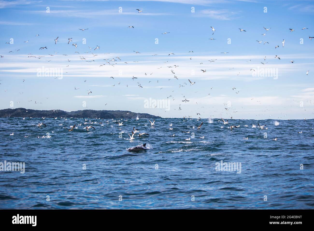Kapgannets (Morus capensis) kreisen in der Luft über einem Köderball Stockfoto
