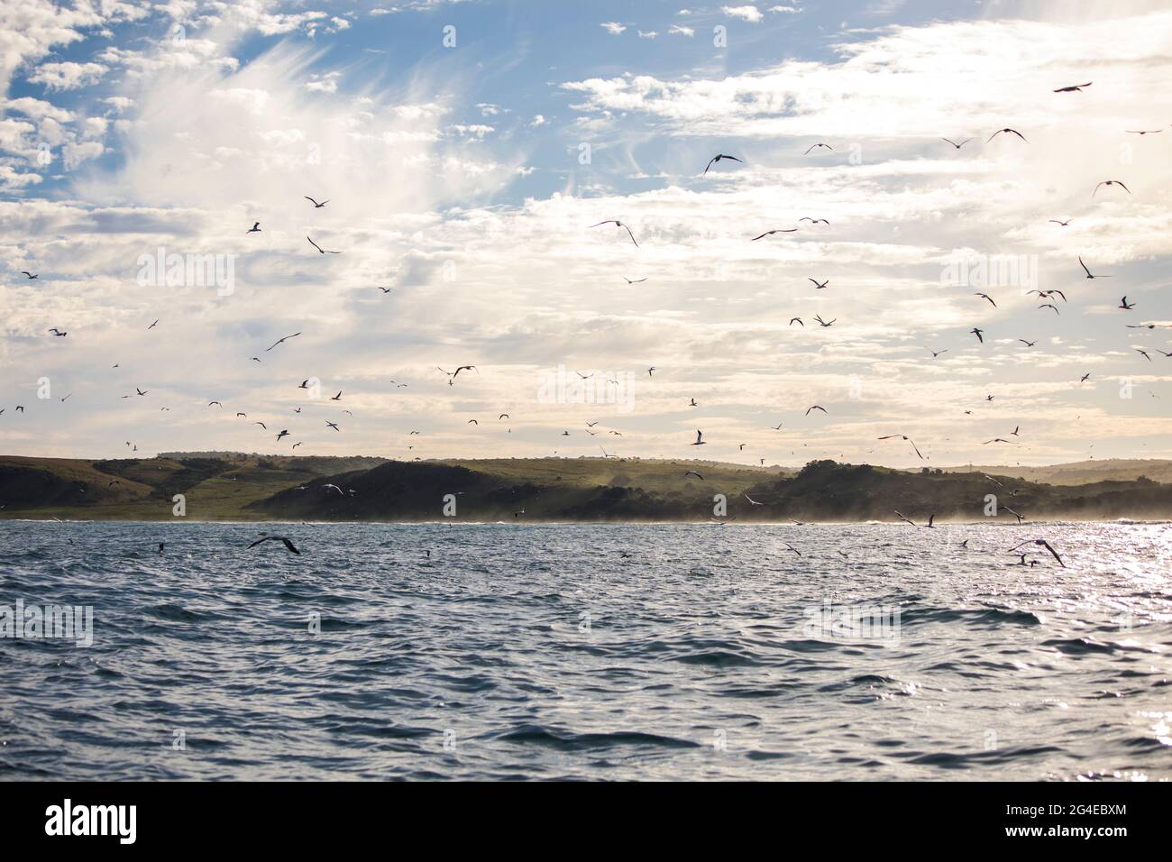 Meereslandschaft mit bewölktem Himmel und Kapgannets (Morus capensis), die in der Luft über einem Köderball kreisen Stockfoto