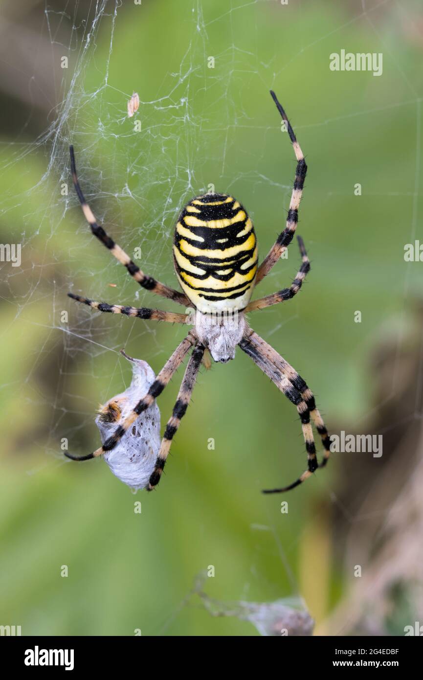 Wesp Spider, Argiope bruennichi, auf seinem Web mit Beute in Silk, Christchurch UK England eingewickelt Stockfoto