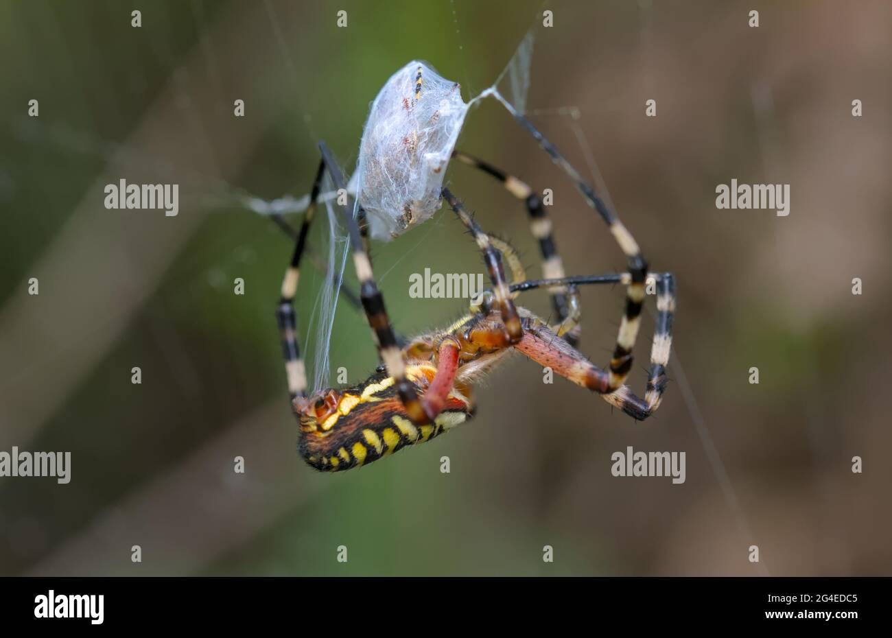 Wespe Spider, Argiope bruennichi, immobilisiert Beute, indem sie ihre Beute mit Seide aus ihren Spinnern Christchurch UK England umhüllt Stockfoto