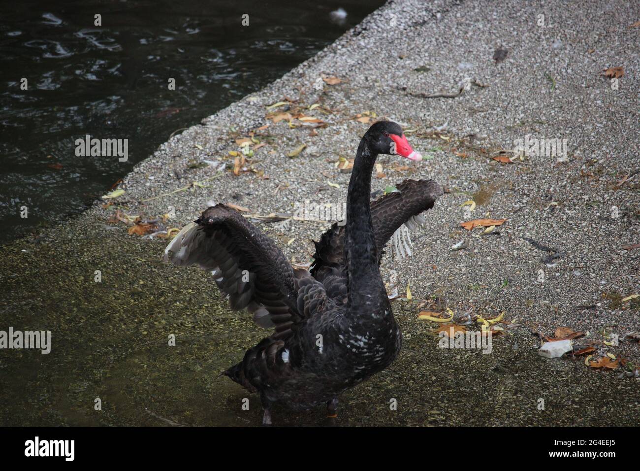 schwarzer Schwan Stockfoto