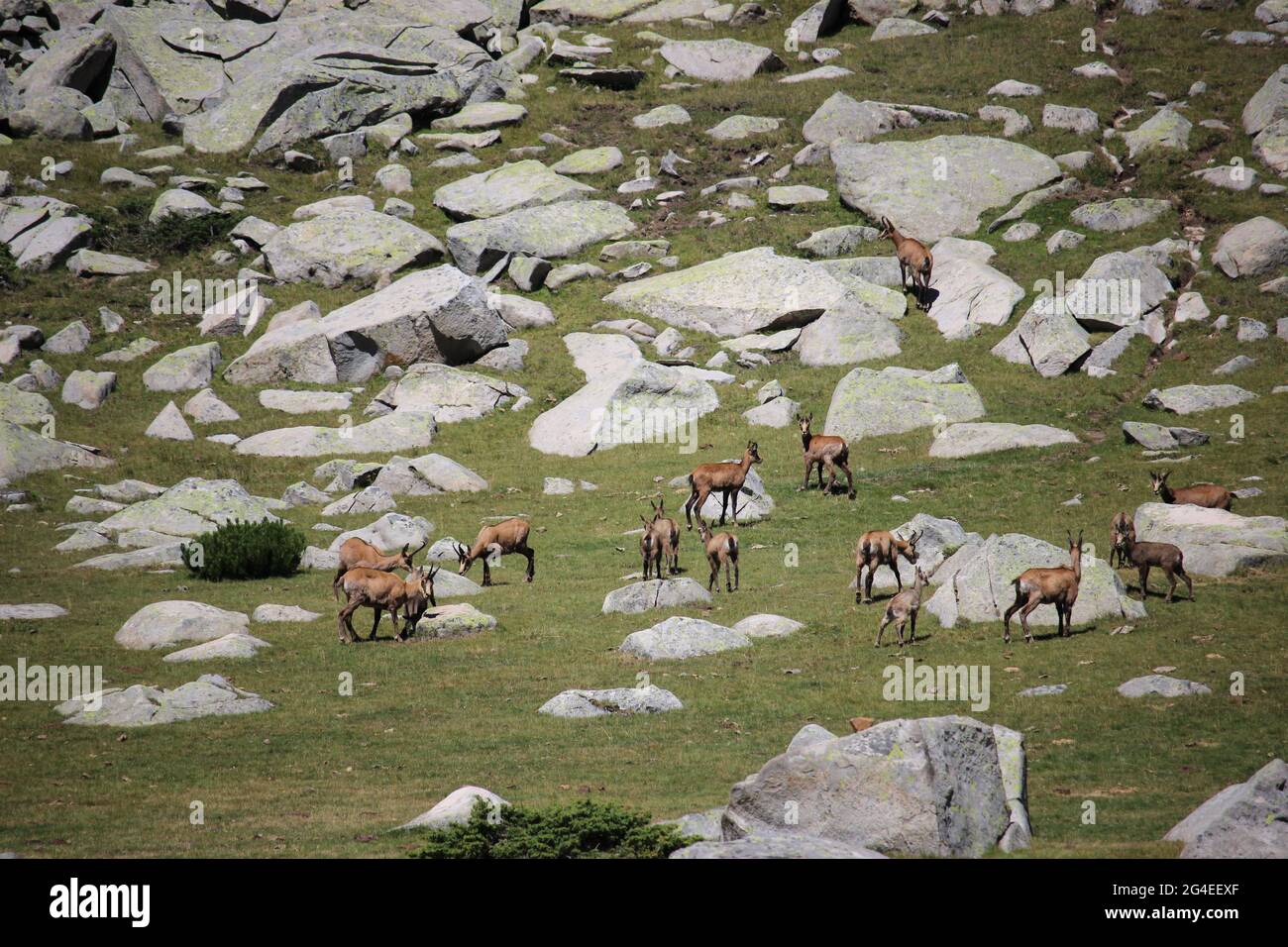 Bergziegen Stockfoto