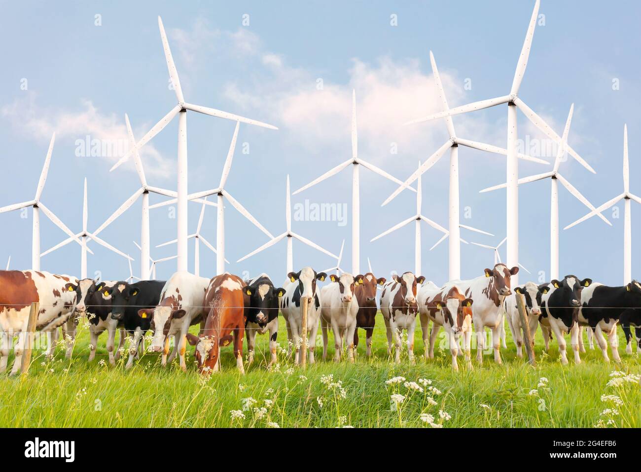 Gruppe neugieriger niederländischer Milchkühe vor großen Windkraftanlagen Stockfoto