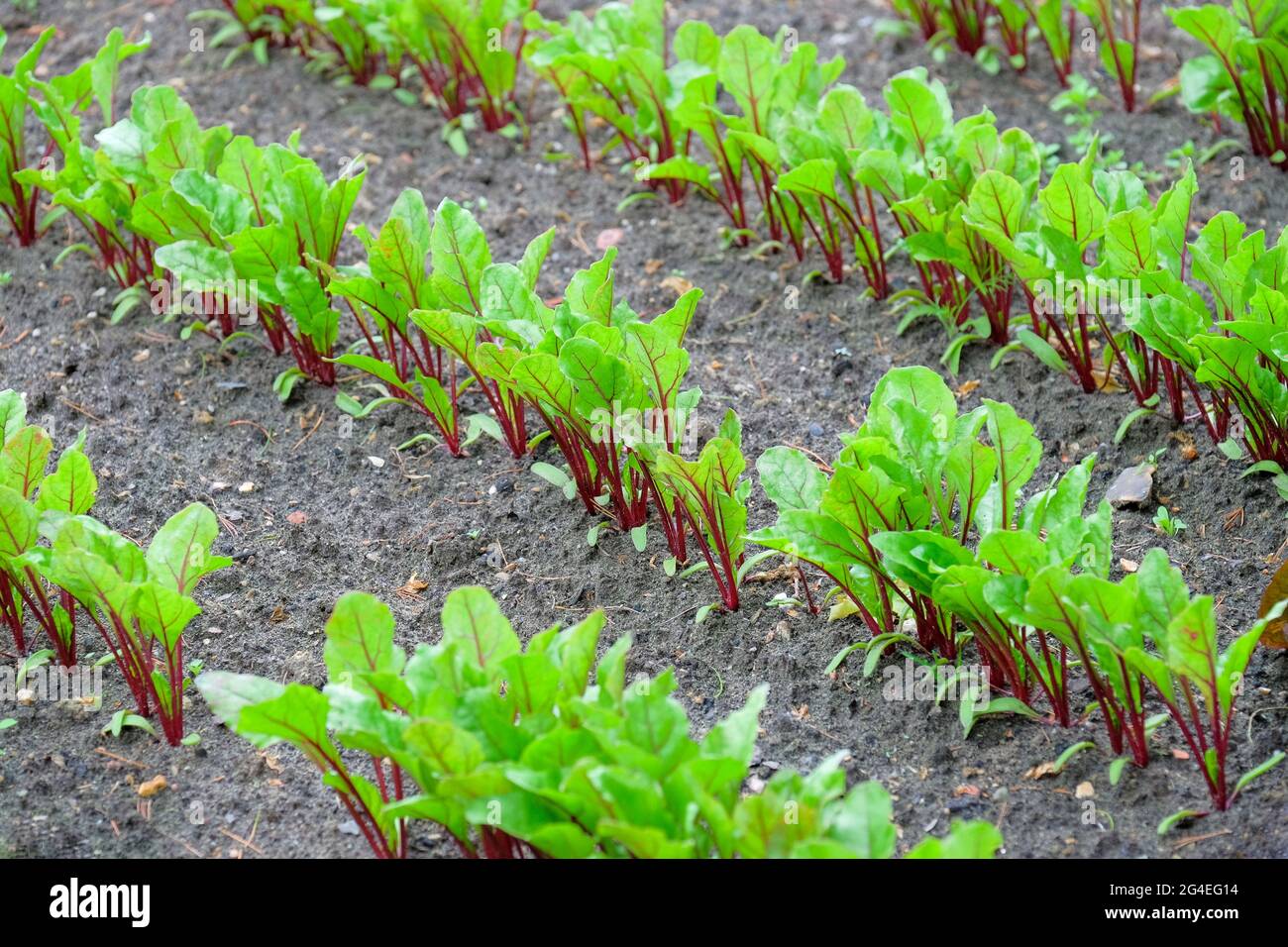 Reihen von Beetroot (Beta vulgaris) 'Cardeal' F1 Globe-Setzlingen, die in einem Bett wachsen Stockfoto